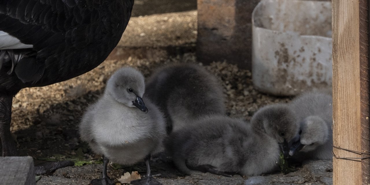 Kuğulu Park'ta 5 kuğu yavrusu dünyaya geldi