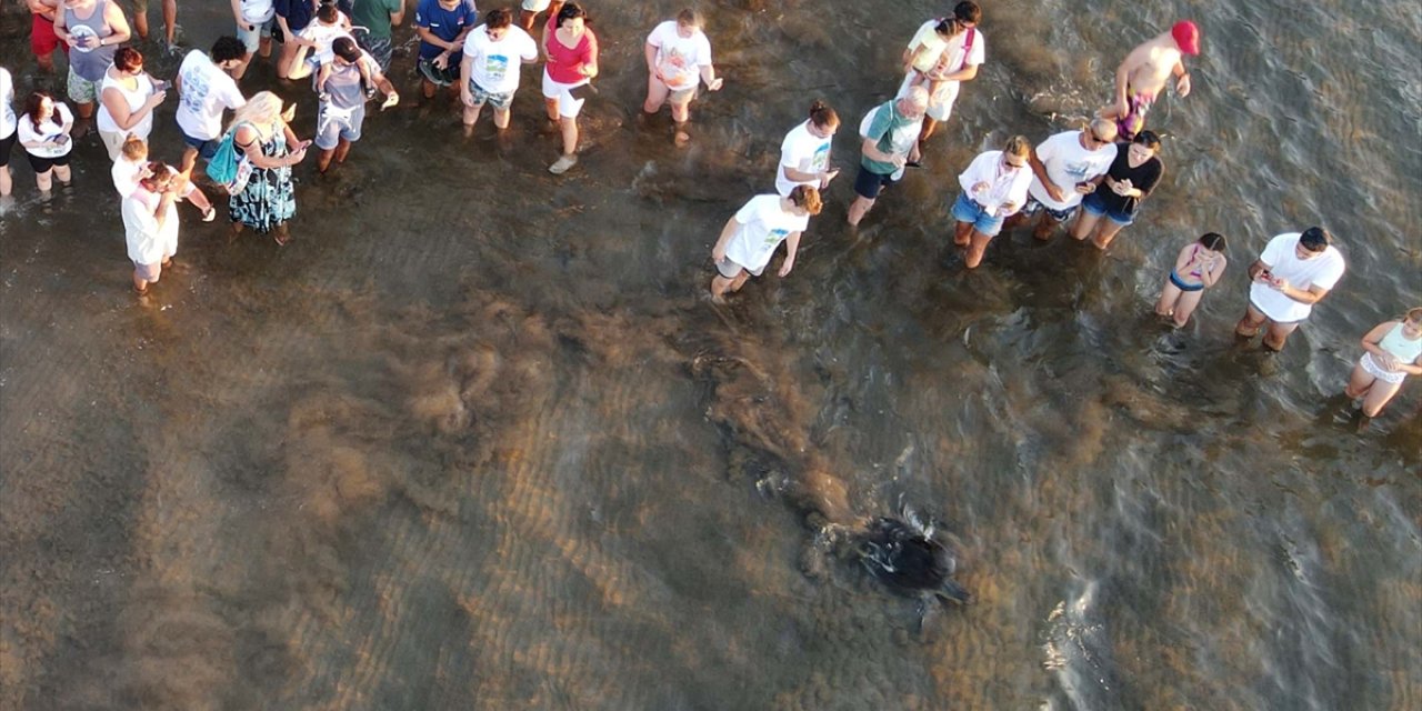 Muğla'da tedavileri tamamlanan 3 deniz kaplumbağası mavi sulara bırakıldı