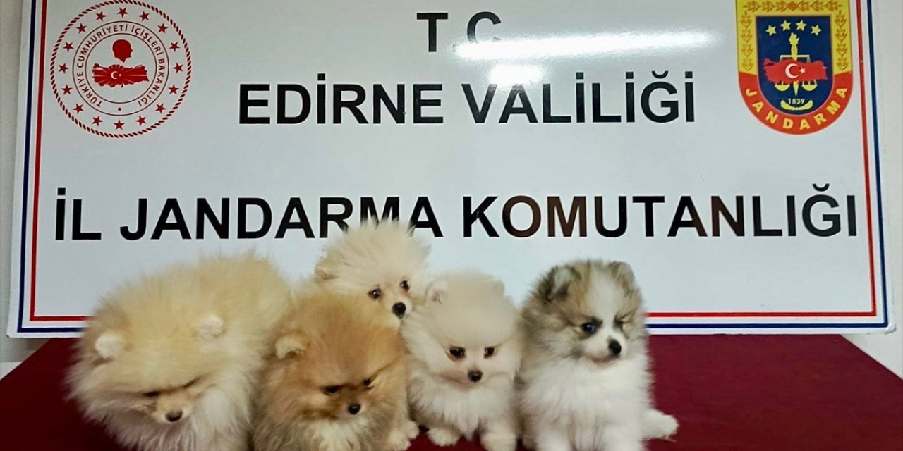 Edirne'de yurt dışından getirilen 5 cins köpek ele geçirildi