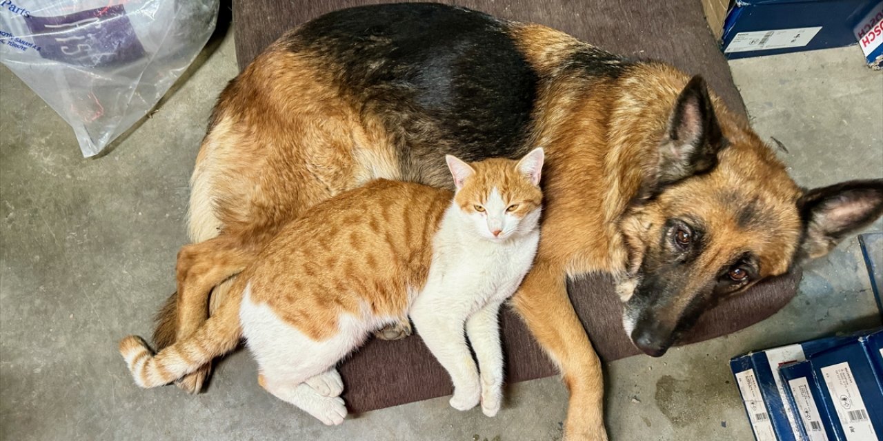 Oto servisinde beslenen kedi ve köpek sıkı dost oldu