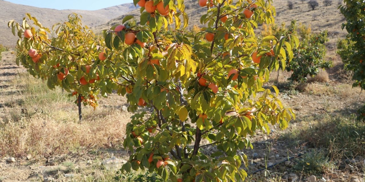 Elazığ'da Trabzon hurması hasat edildi