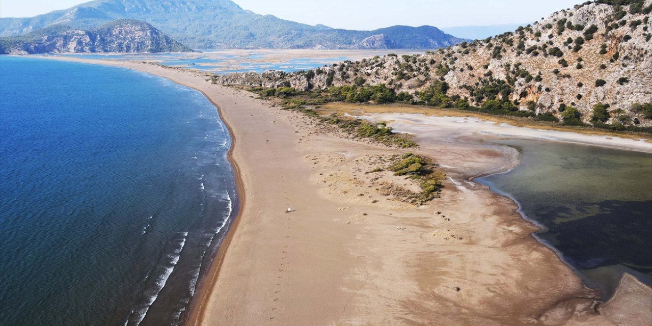 İztuzu Sahili'nde bu yıl yaklaşık 44 bin caretta caretta mavi sularla buluştu