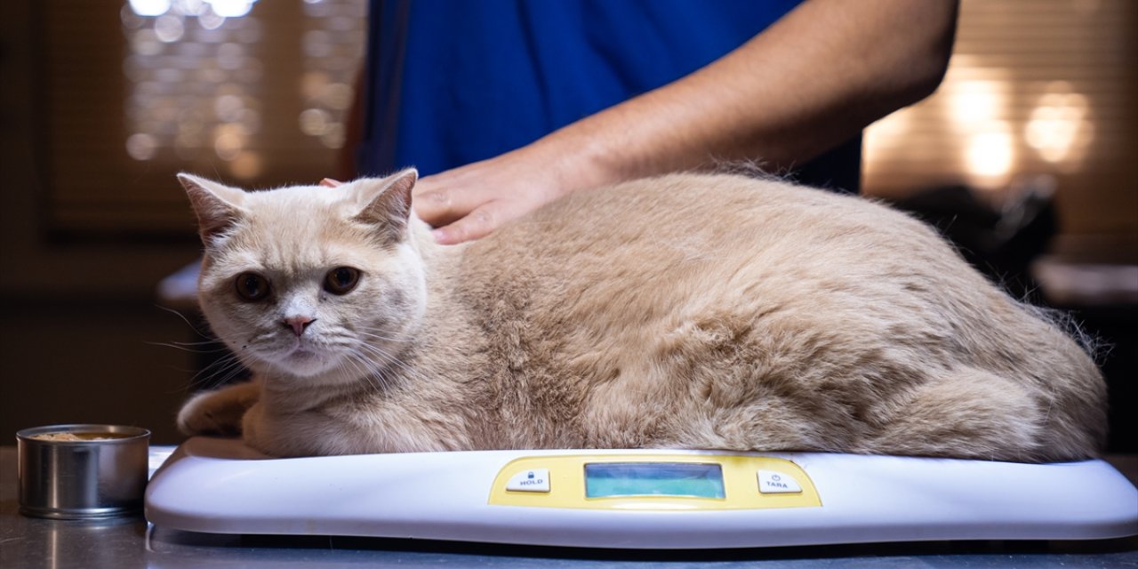 Obez kedi Ekmek, zayıflamak için arkadaşı Şiraz'ın yolunda ilerliyor