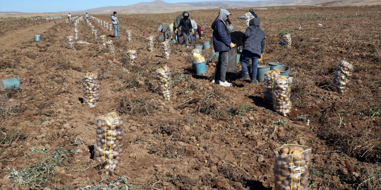 Bitlis'te 50 bin dekar alana ekilen patateste bu yıl verim yüksek