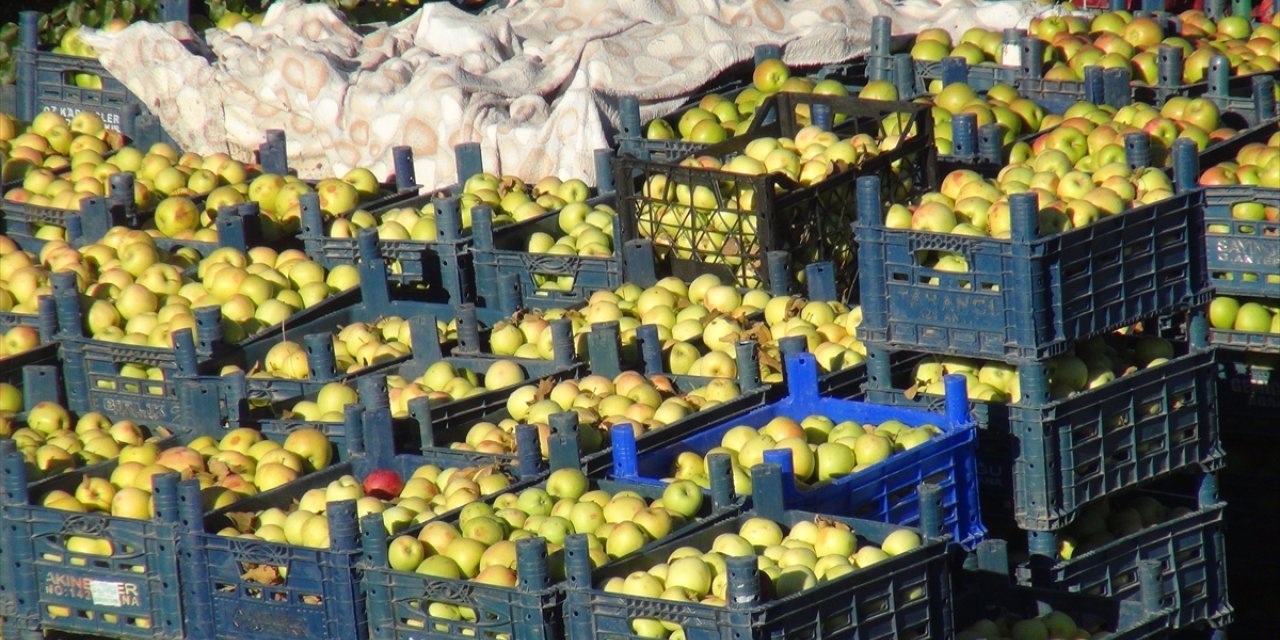 Devletten aldığı destekle kurduğu bahçede 200 ton elma üretti