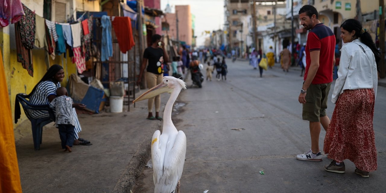 Senegal'in Saint-Louis kentinde mahallenin maskotu evcil pelikan Ndagabar