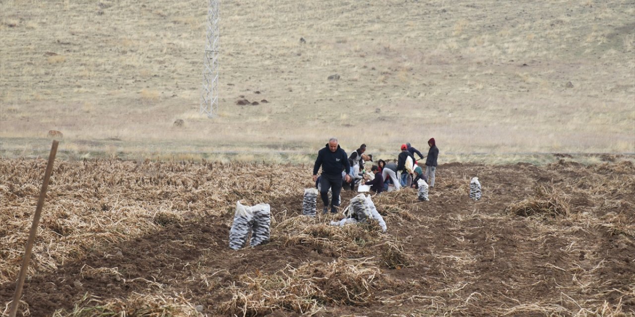 Köyüne dönen emekli memur yetiştirdiği mor patatesle Ağrı tarımına çeşitlilik getirdi