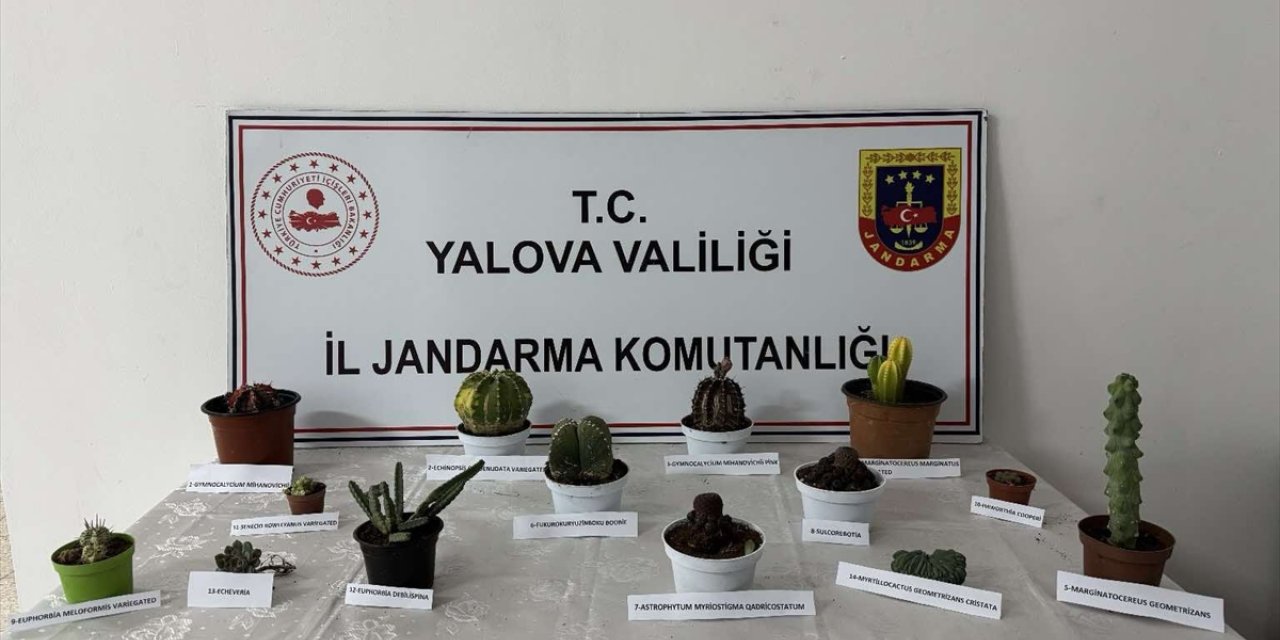 Yalova'da seradan endemik bitki çaldığı ileri sürülen kişi gözaltına alındı