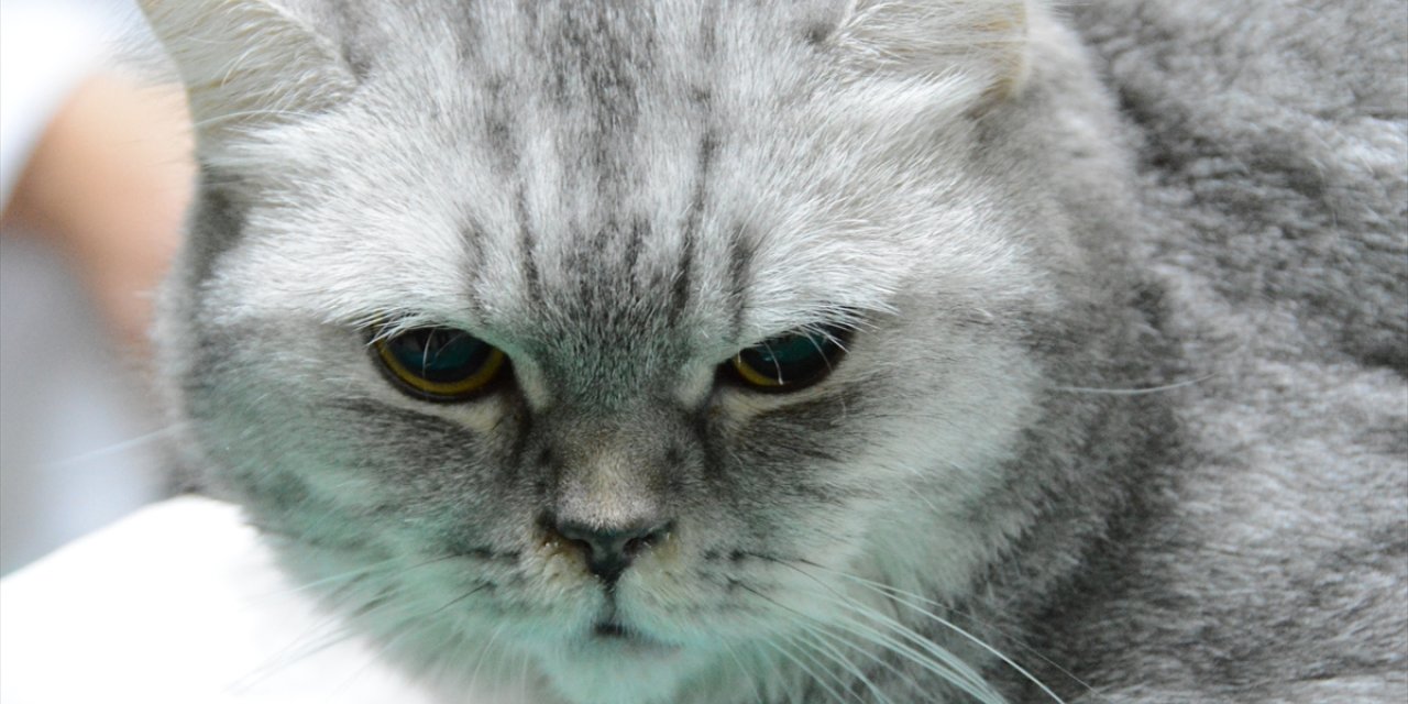 Sürekli hapşıran kedi, insanlarda kullanılan septal buton uygulamasıyla tedavi edildi