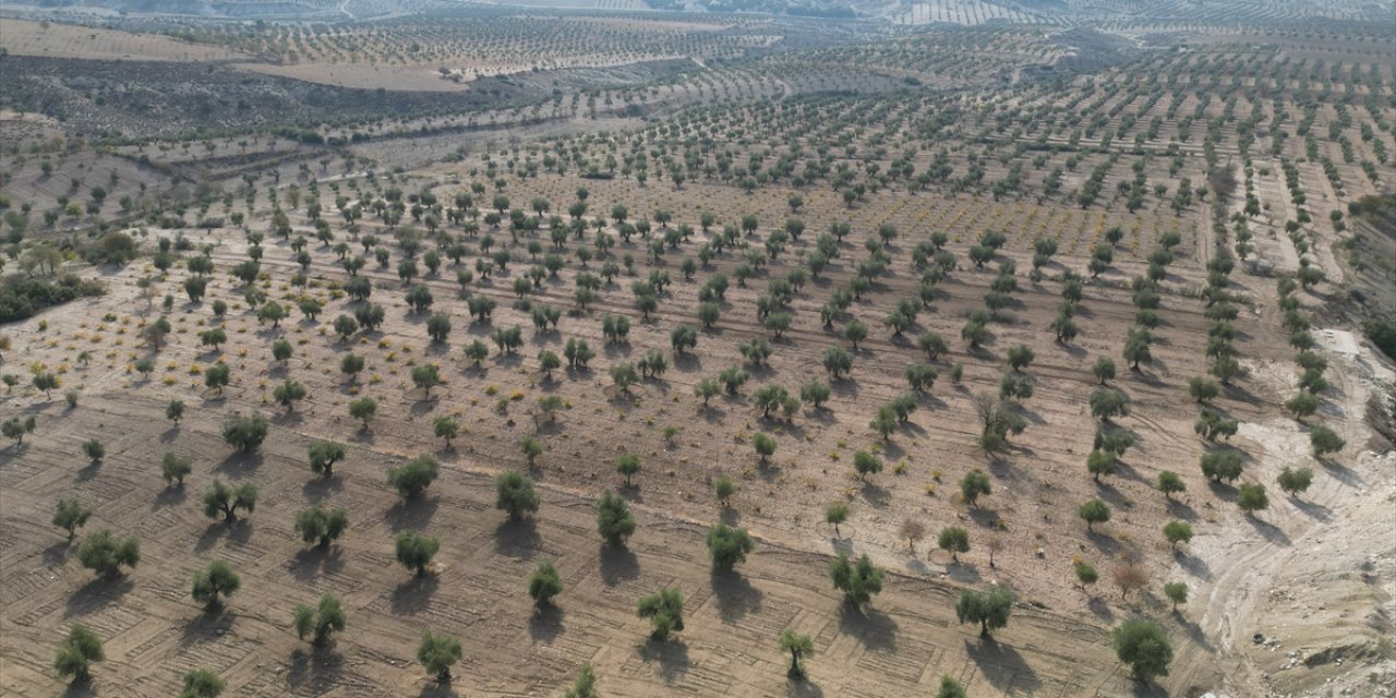 Zeytin üreticisi Kilis'ten zeytinyağında sahtecilik uyarısı