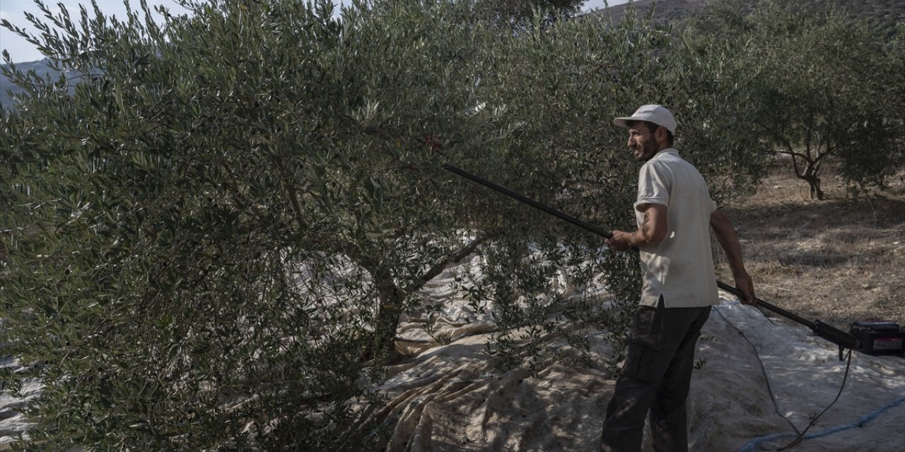 İsrail saldırıları, Lübnan halkının geçim kaynaklarından zeytin ve zeytinyağı üretimini de vurdu