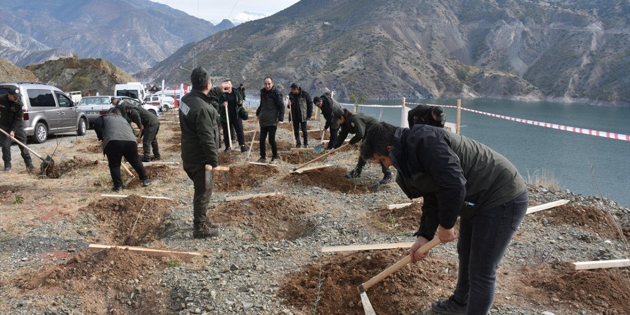 Orta ve Doğu Karadeniz'de fidanlar toprakla buluşturuldu