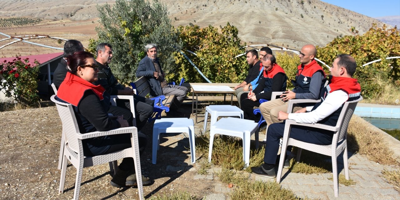 Şırnak'ta Cudi Dağı eteklerindeki bahçede yetiştirilen Trabzon hurmasında hasat yapıldı