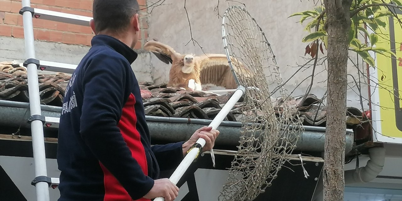 Tokat'ta çatıya konan bitkin haldeki akbaba sağlık kontrollerinin ardından doğaya salınacak