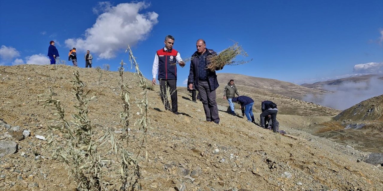 Erzurum'da dikilen tuz çalısı fideleriyle meralar daha verimli olacak