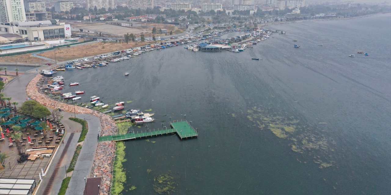 İzmir Körfezi'nde balık ölümlerinden sonra yosun kirliliği yaşanıyor