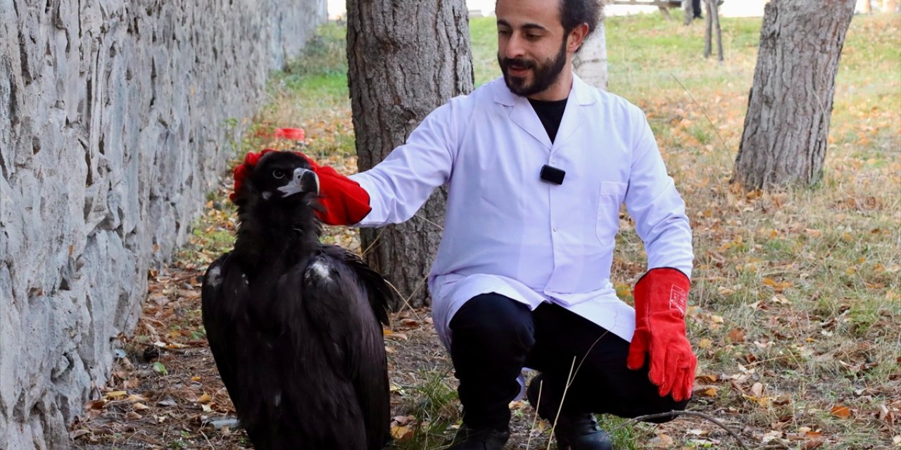 Erzurum'da yaralı bulunan kara akbaba tedaviye alındı