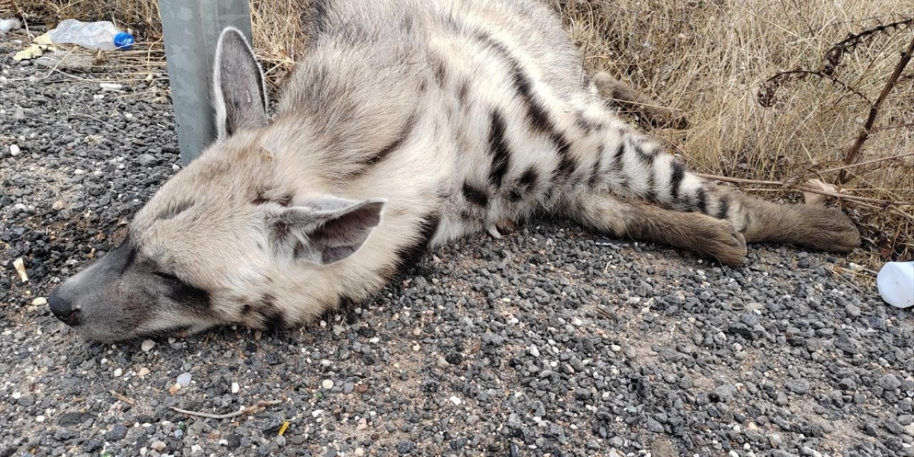 Şanlıurfa'da nesli tükenme tehlikesi altındaki çizgili sırtlan yolda ölü bulundu