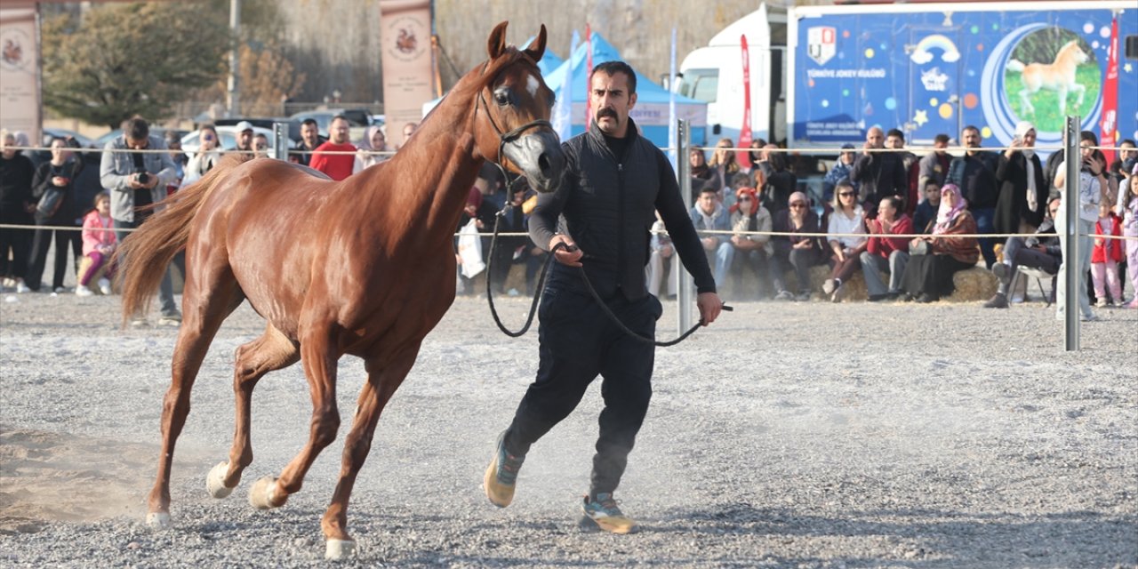 Ürgüp'te "at güzellik yarışması" yapıldı