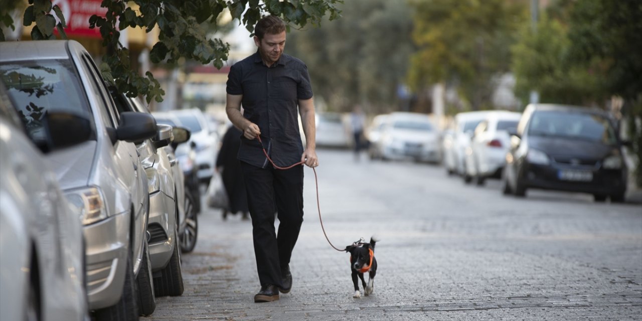 Felçli köpek, kök hücre nakliyle yürümeye başladı