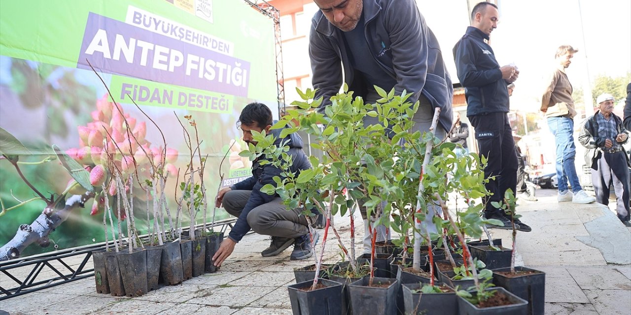 Konya'da Antep fıstığı üretimi için çiftçiye destek