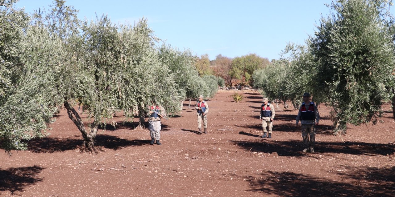 Kilis'te zeytin hırsızlığına karşı karadan ve havadan denetim