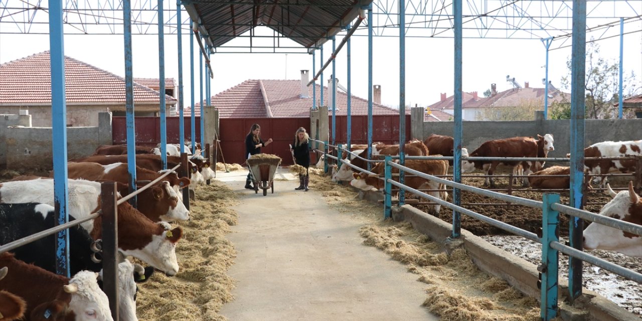 Gelin görümce kariyerlerinden vazgeçip kurdukları çiftlikte büyükbaş hayvanlara bakıyor