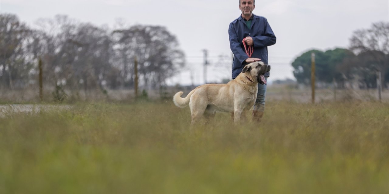 Safkan akbaş ve Kangal köpeklerinin gen kaynağı 28 yıldır Karacabey'de korunuyor