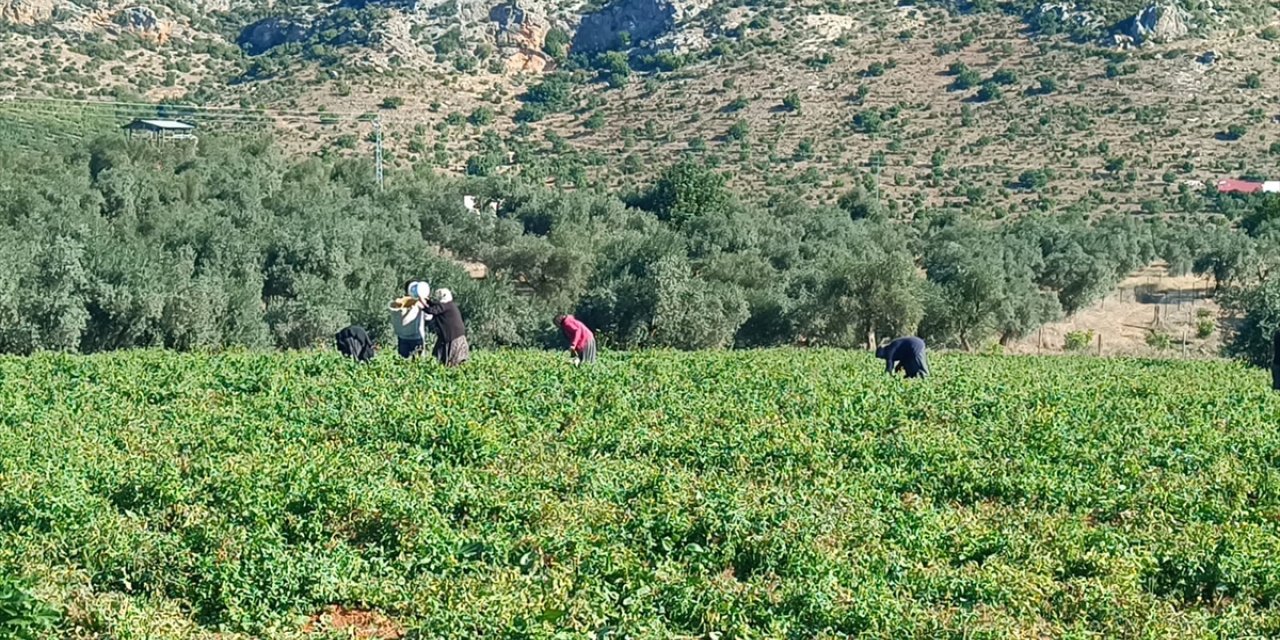 Adana'da açık alanda yetiştirilen güz domatesinde hasat başladı