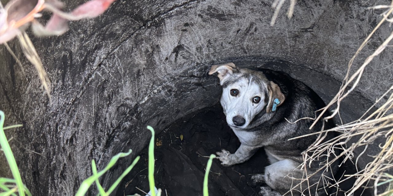 Sakarya'da kuyuya düşen köpeği itfaiye kurtardı