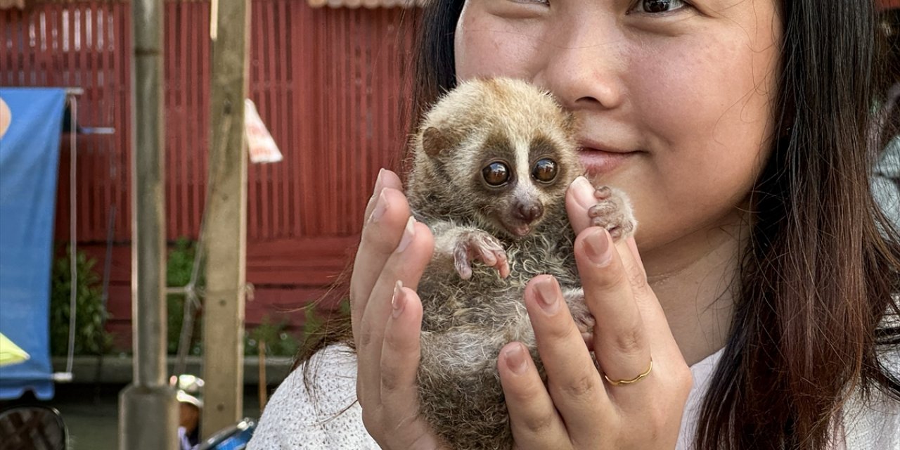 Nesli tükenme tehlikesinde olan "yavaş Loris" Bangkok'ta turistlerden para kazanmak için kullanılıyor