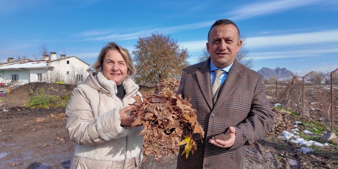 Tokat'ta sokaklara dökülen ağaç yaprakları ekonomiye kazandırılacak