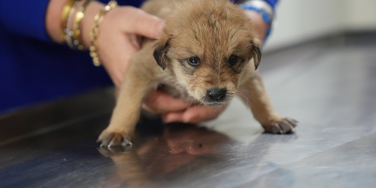 Düzce'de donmak üzereyken bulunan köpek yavrularına "sıcak yuva" aranıyor