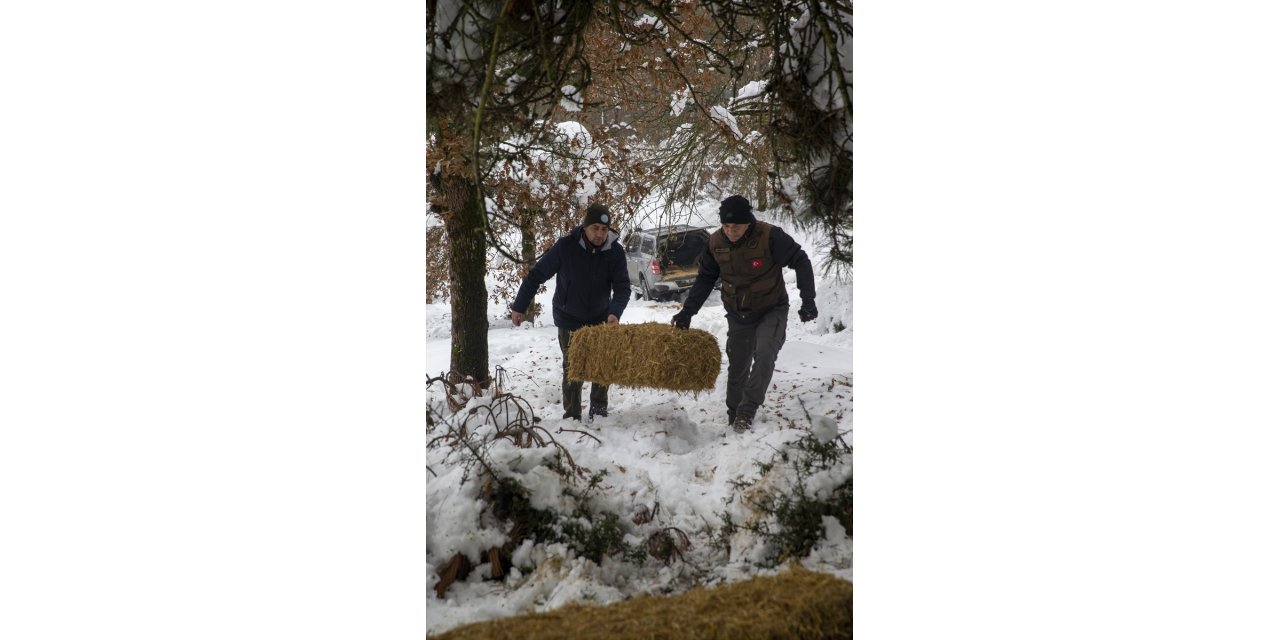 Bolu'da yılkı atları için karla kaplı arazilere yem bırakıldı