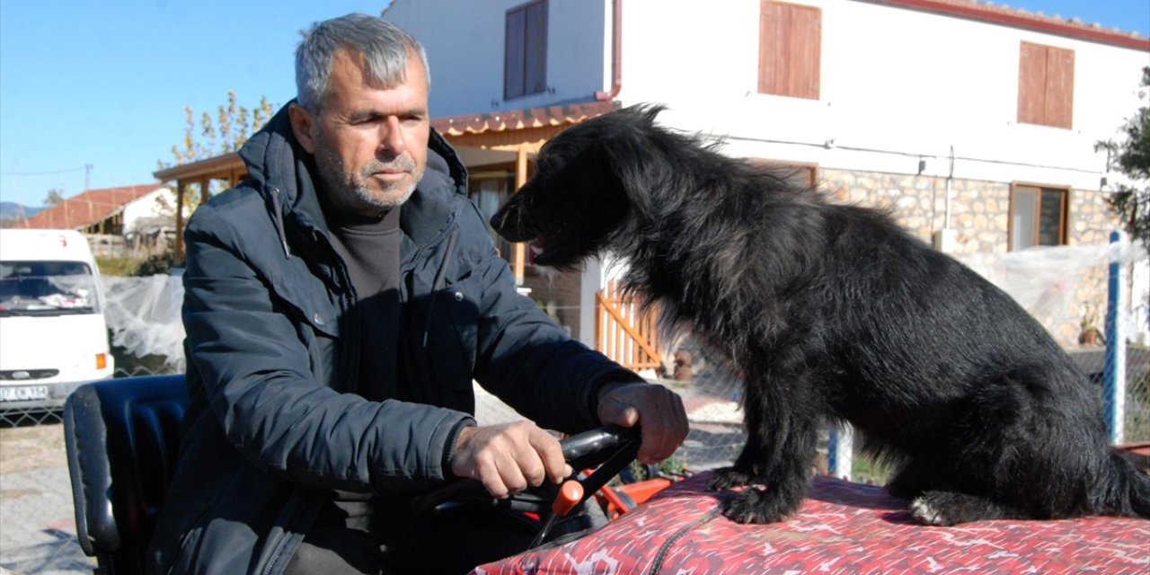 Çanakkaleli çiftçinin köpeği "Kara" traktörün kaportasından inmiyor