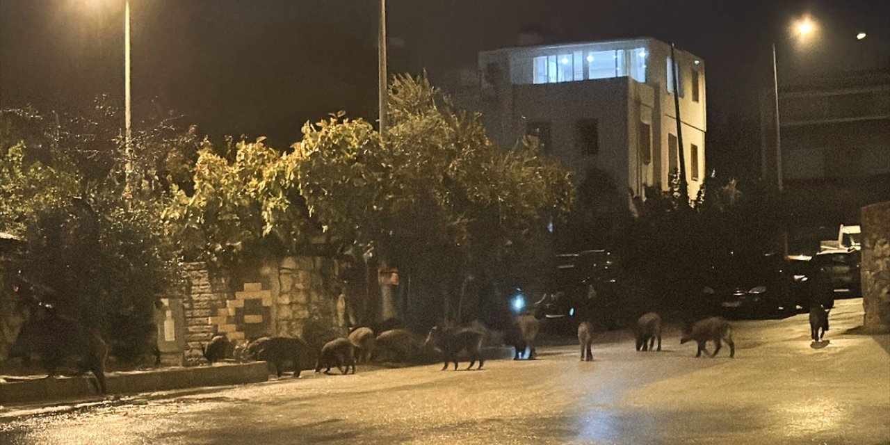 Bodrum'da aç kalan yaban domuzları şehre indi