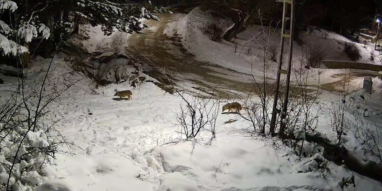 Çorum'da köyde yiyecek arayan kurtlar güvenlik kamerasınca kaydedildi