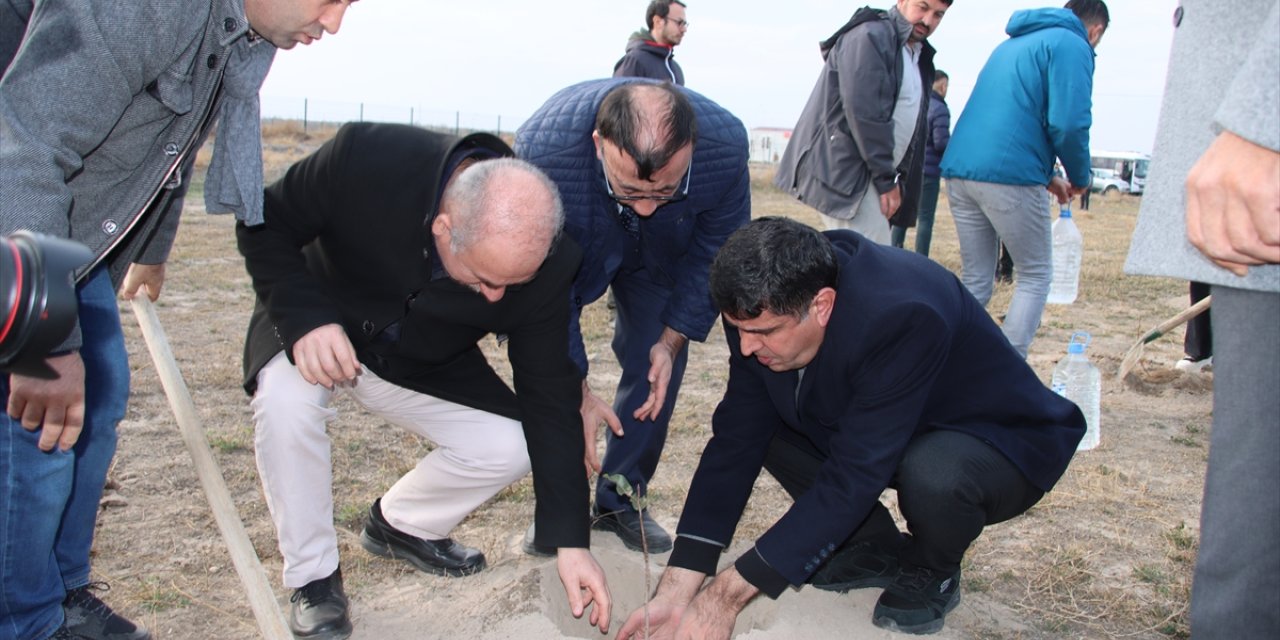 Iğdır'daki Aralık Erozyon Sahası'nda Antep fıstığı üretilecek