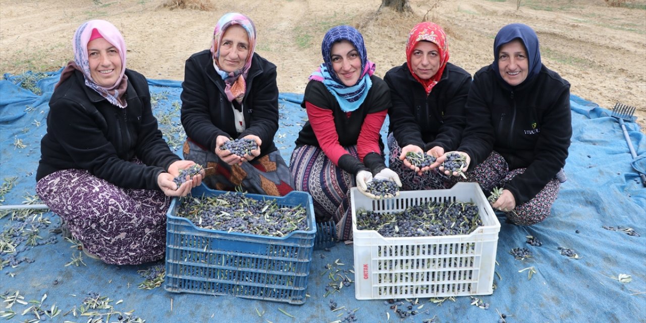 Trabzonlu kadınlar Tekirdağ'da zeytin tarlalarında hasat mesaisi yapıyor