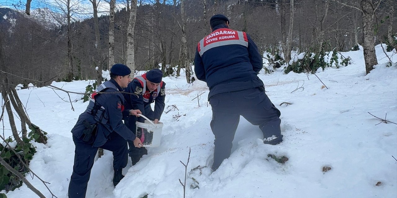 Giresun'da yaban hayvanları için doğaya yem bırakıldı