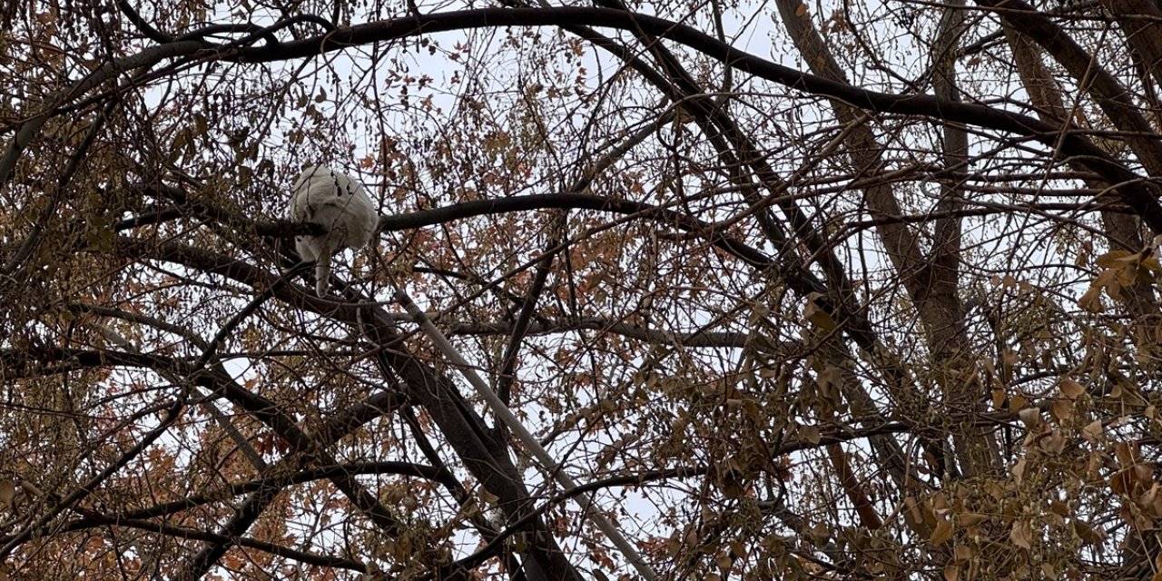 Konya'da ağaçta mahsur kalan kediyi itfaiye kurtardı