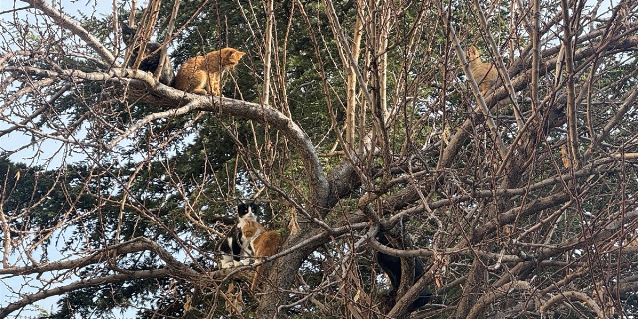 Yozgat'ta kedi ve yavrularına esnaf sahip çıktı