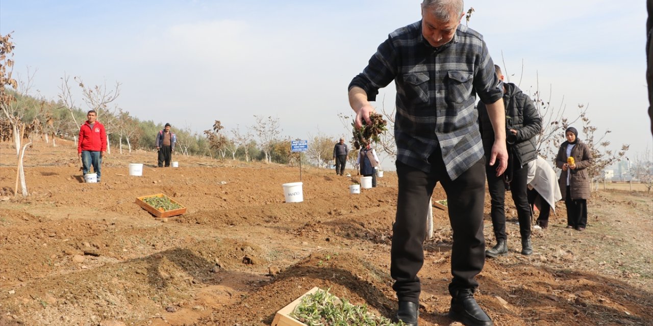 Kahramanmaraş'ta 5 bin kök salep fidesi toprakla buluşturuldu