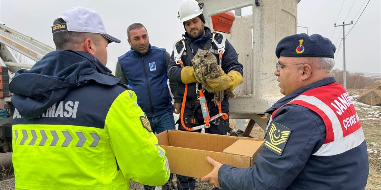 Muş'ta elektrik tellerine sıkışan yaralı puhu ekiplerce kurtarıldı