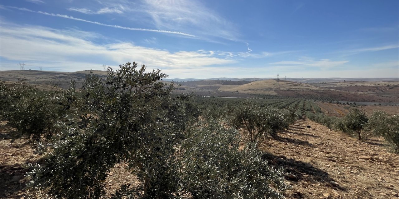 Şanlıurfa'da hibe destekleriyle zeytin ağacı sayısı 19 yılda 15 kat arttı