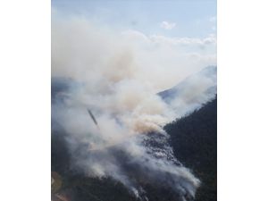 Bilecik'te orman yangını