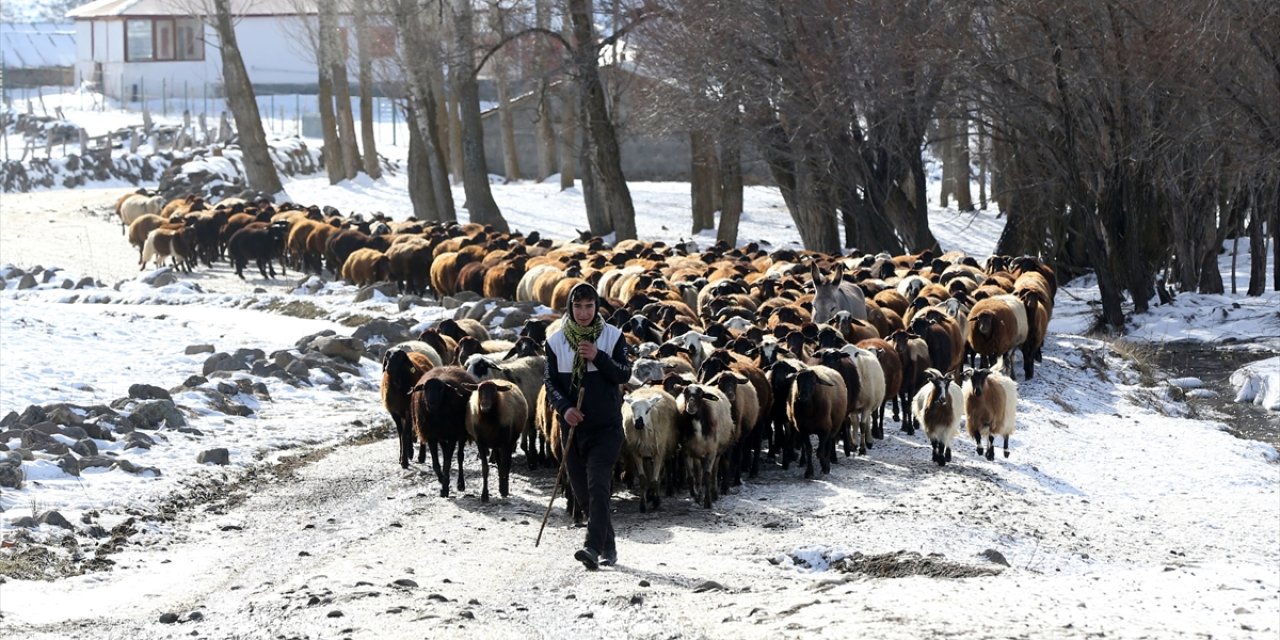 Muş'ta besiciler kar örtüsü üzerinde hayvanlarını besliyor