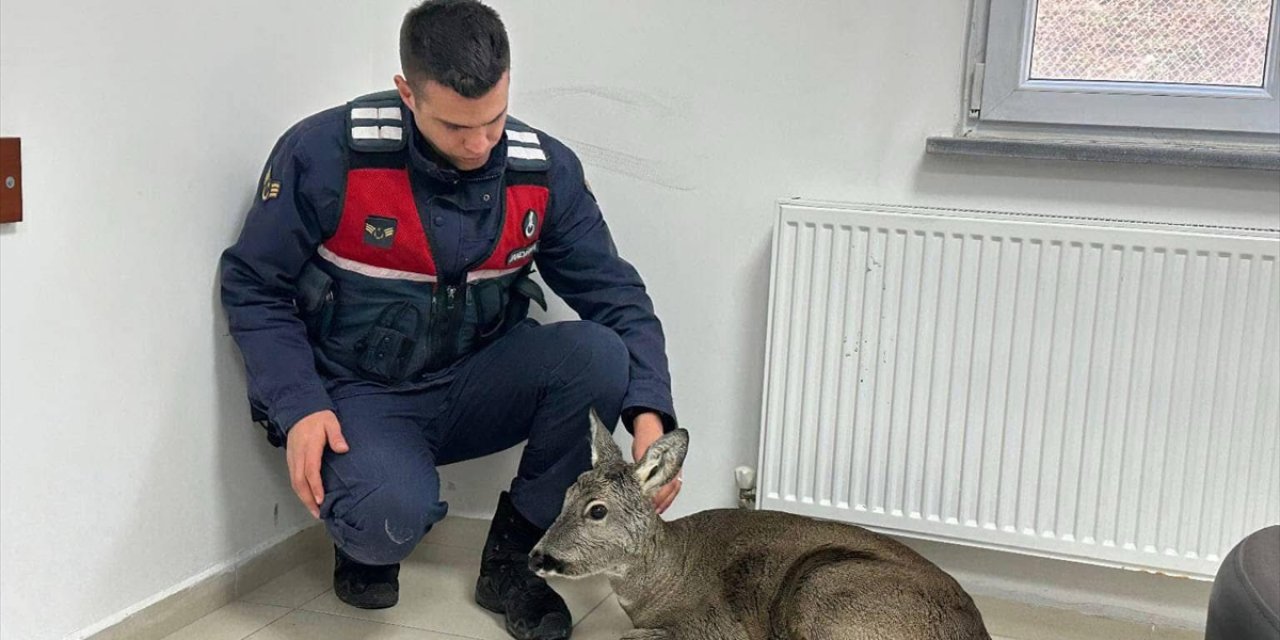 Giresun'da dere yatağından kurtarılan yaralı karaca koruma altına alındı