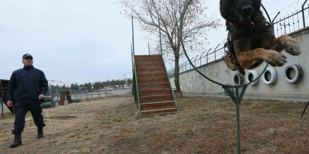 "Hassas burunlar" arama kurtarmadan kaçakçılığa kadar her alanda görev alıyor