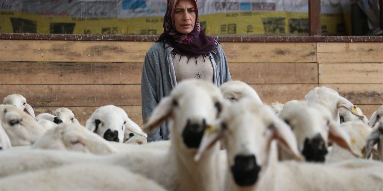 Devlet hibesiyle 20 koyunla başladığı besicilikte hayvan sayısını 400'e çıkardı